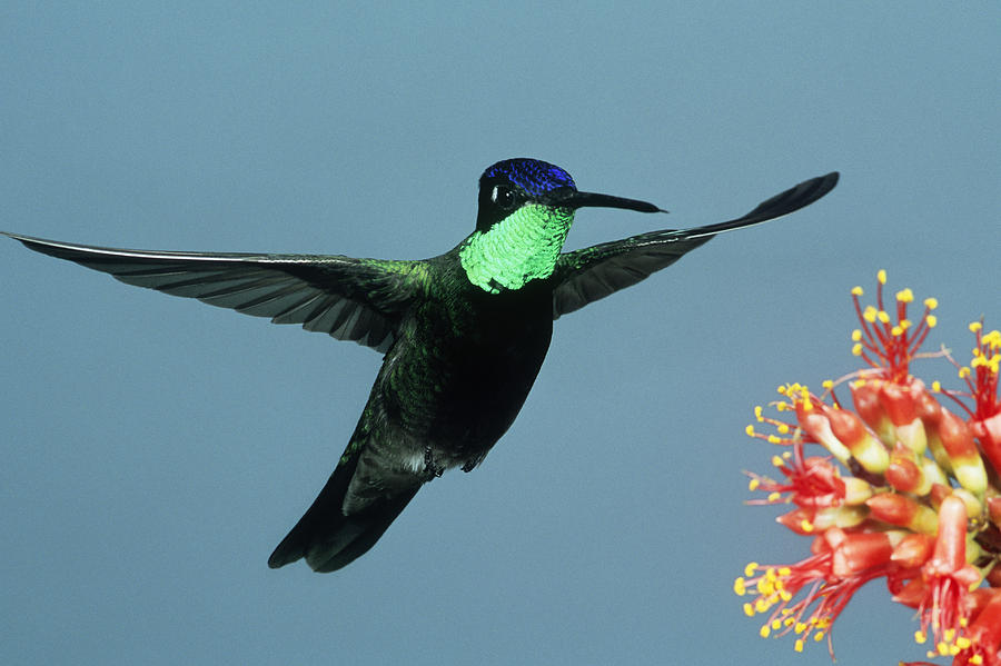 Magnificent Hummingbird Hovering #1 Photograph by Gerald C. Kelley