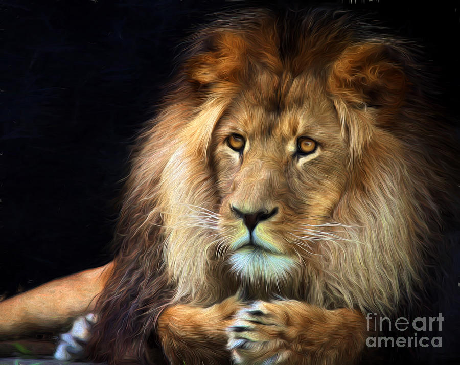 Magnificent lion Photograph by Sheila Smart Fine Art Photography