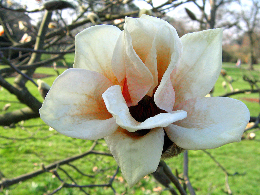 Magnolia 2 #1 Photograph by Helene U Taylor