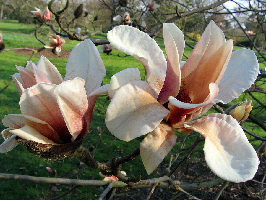 Magnolia 3 #1 Photograph by Helene U Taylor