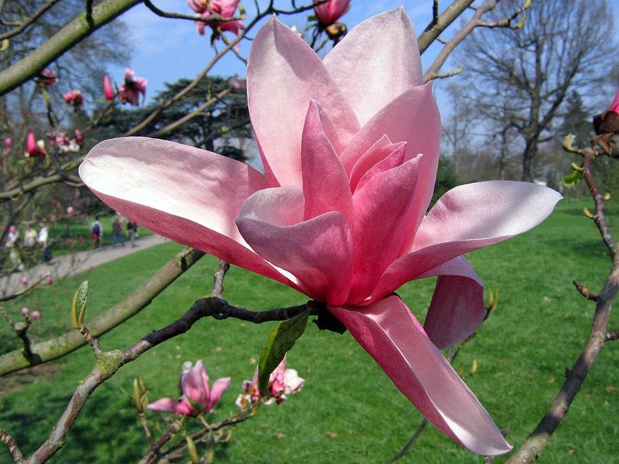 Magnolia 4 #1 Photograph by Helene U Taylor