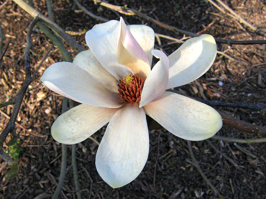 Magnolia 5 #1 Photograph by Helene U Taylor