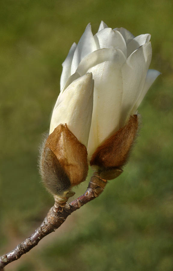Magnolia Blossom #1 Photograph by Dave Mills