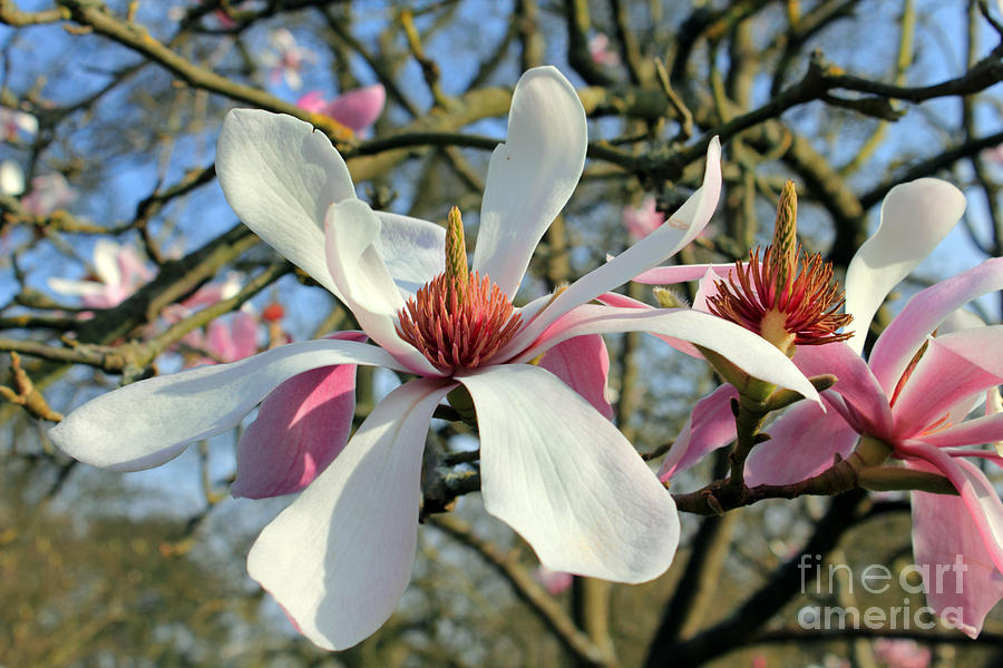 Magnolia Flower #1 Photograph by Julia Gavin