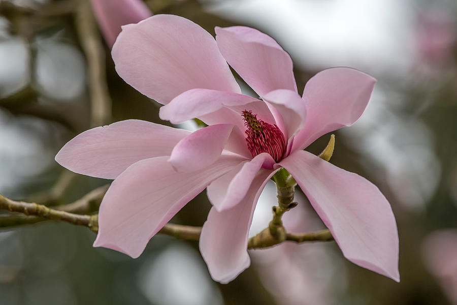 Magnolia flower #1 Photograph by Pierre Leclerc Photography