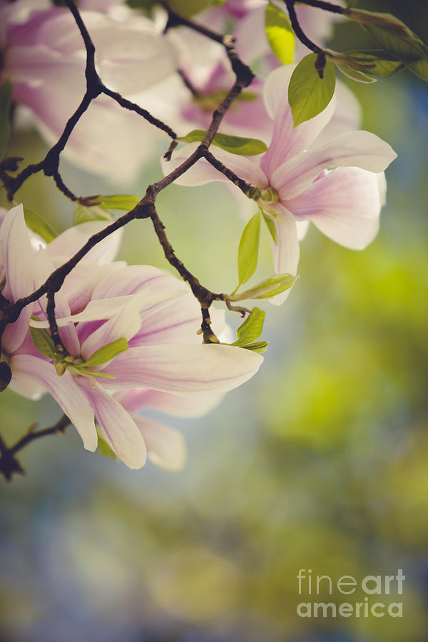 Magnolia Photograph - Magnolia Flowers by Nailia Schwarz