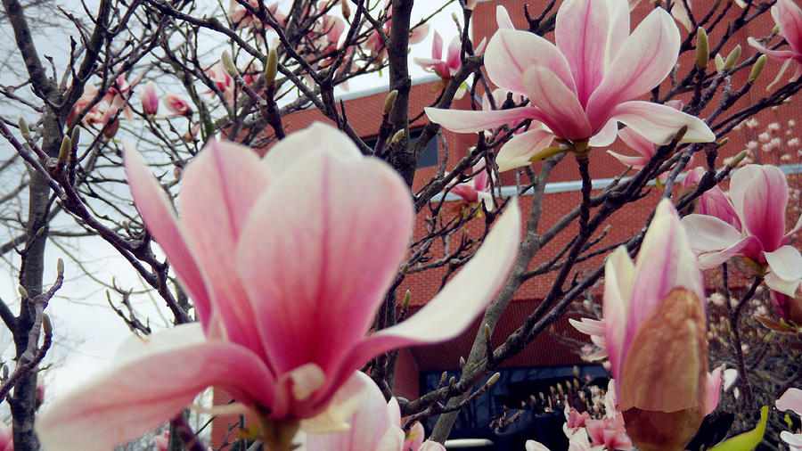 Magnolia Movie Photograph - Magnolia Flowers  #15 by Xueyin Chen