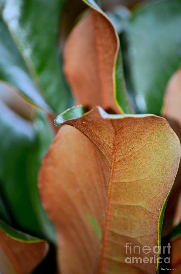 Magnolia Leaf Closeup #1 Photograph by Maria Urso