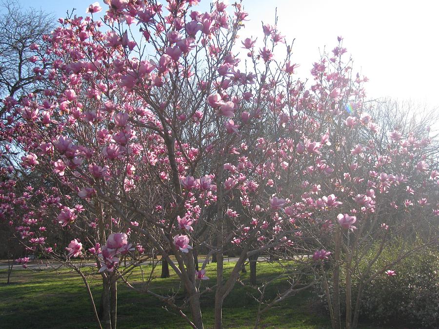Magnolia Saucer in Bloom Photograph by Shawn Hughes