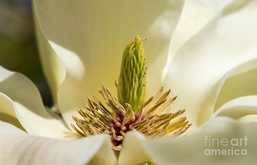 Magnolia #2 Photograph by Steven Ralser