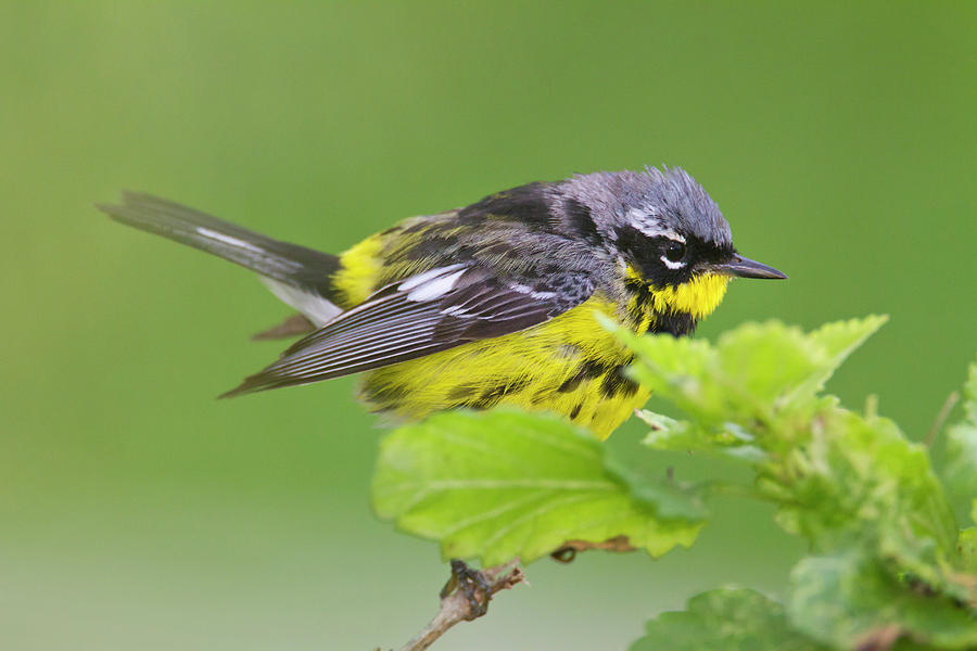Spring Photograph - Magnolia Warbler (dendroica Magnolia #1 by Larry Ditto