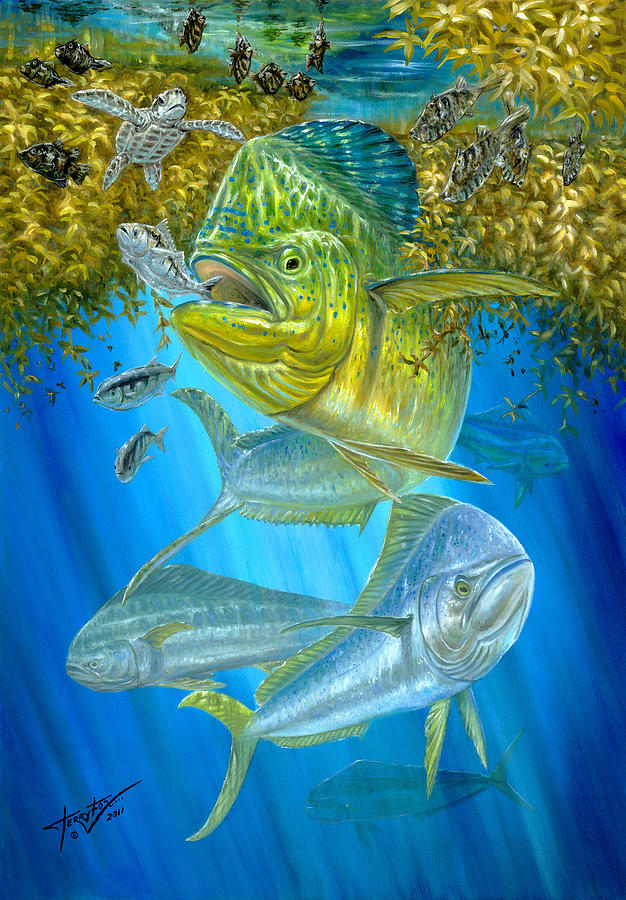 Mahi Mahi Hunting In Sargassum Painting by Terry  Fox