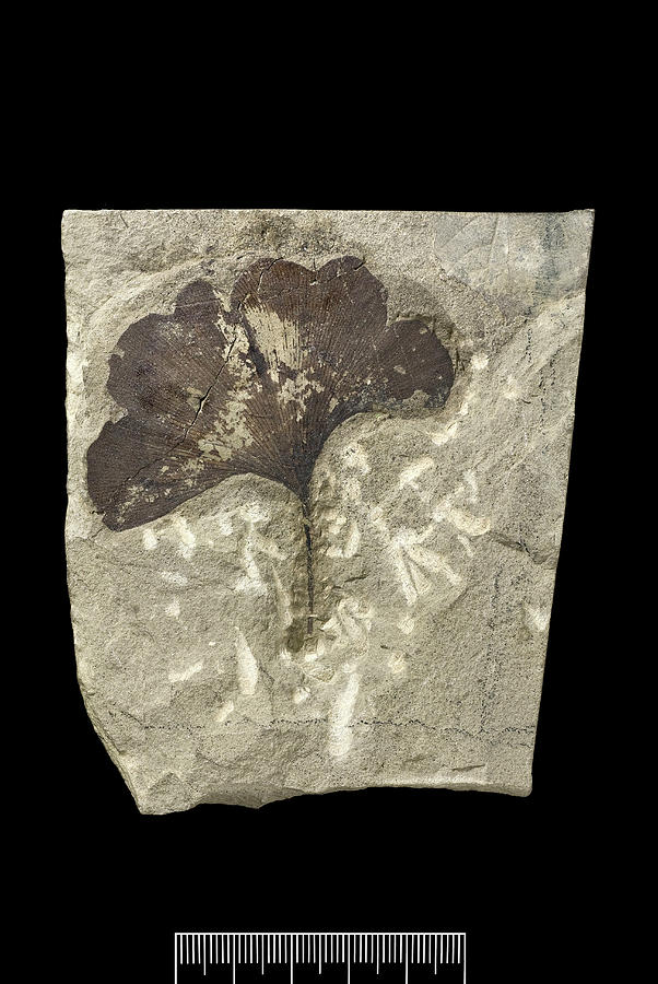 Nature Photograph - Maidenhair Tree (ginkgo Gardneri) Fossil #1 by Natural History Museum, London/science Photo Library