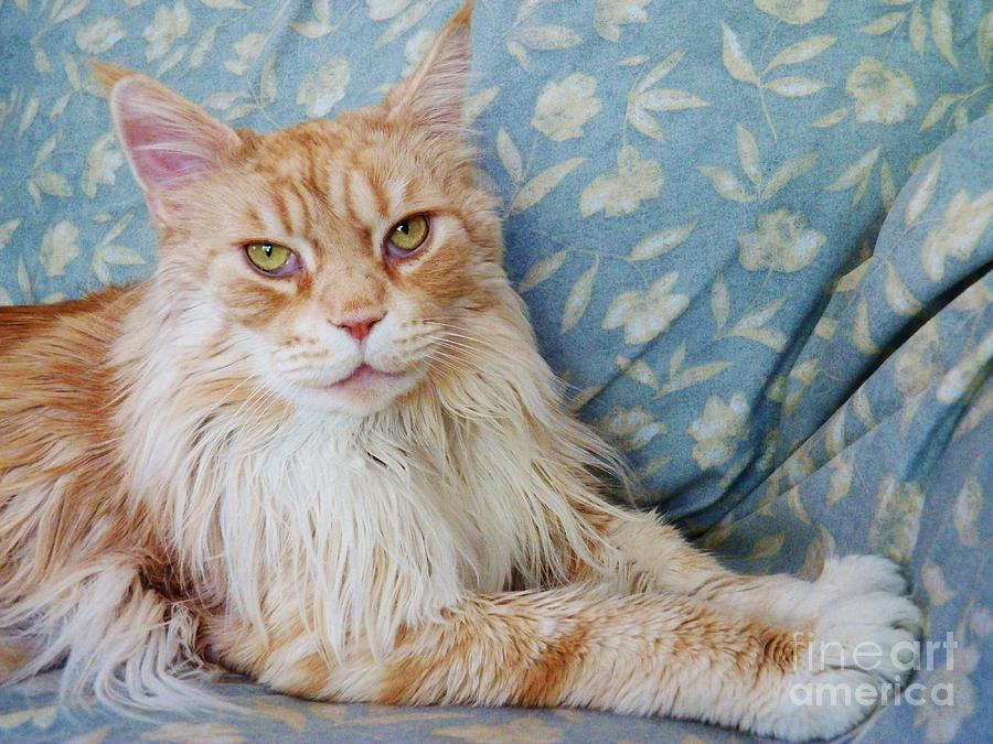 Cat Photograph - Maine Coon #1 by Judy Via-Wolff