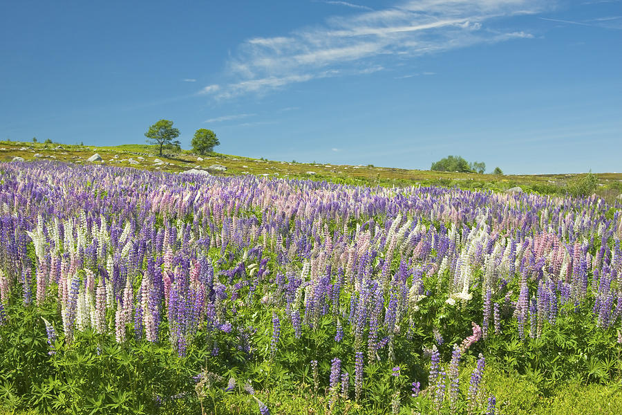 Maine Wild Lupine Flowers #1 Photograph by Keith Webber Jr