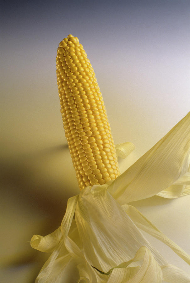 Maize Cob #1 Photograph by Steve Percival/science Photo Library