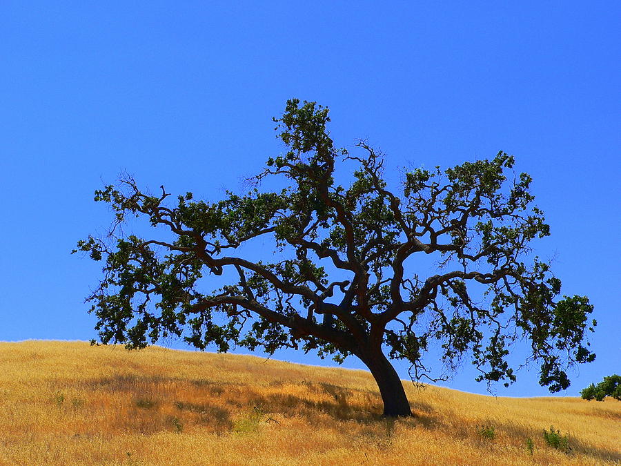 Majestic California Oak #1 Photograph by Jeff Lowe