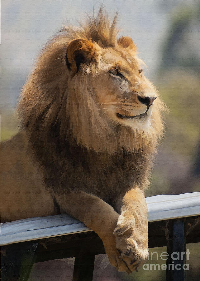 Animal Digital Art - Majestic Lion #1 by Sharon Foster