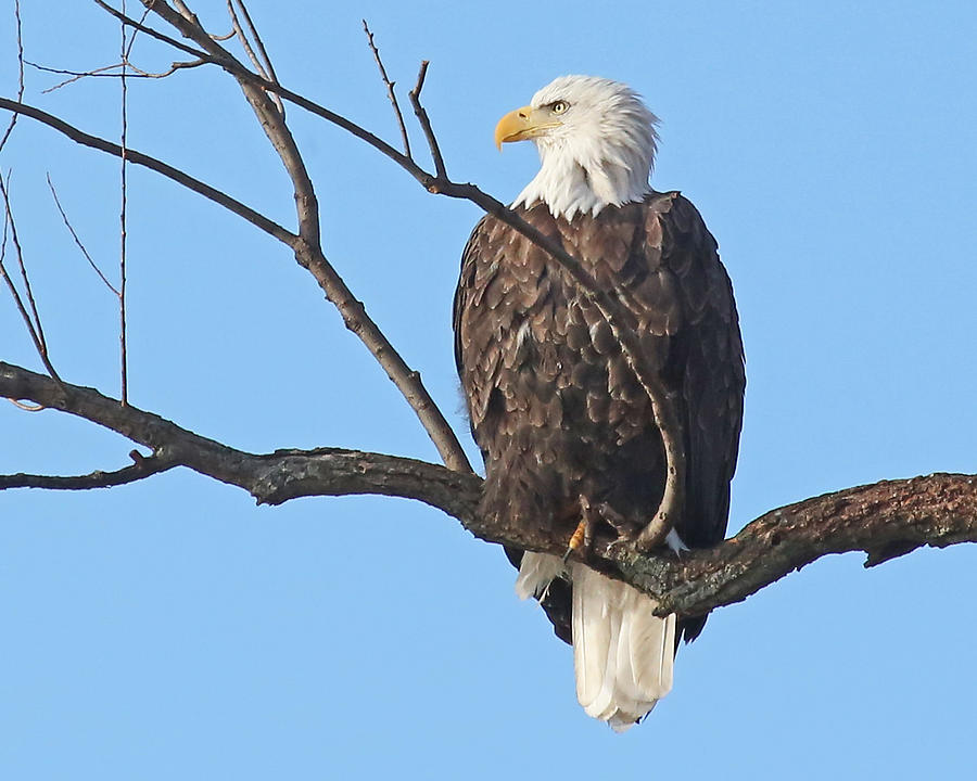 Majestic Photograph by Mike Dickie - Fine Art America