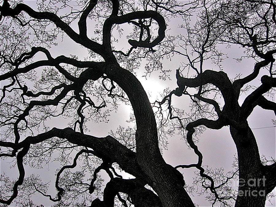 Majestic Oak #1 Photograph by Amy Fearn