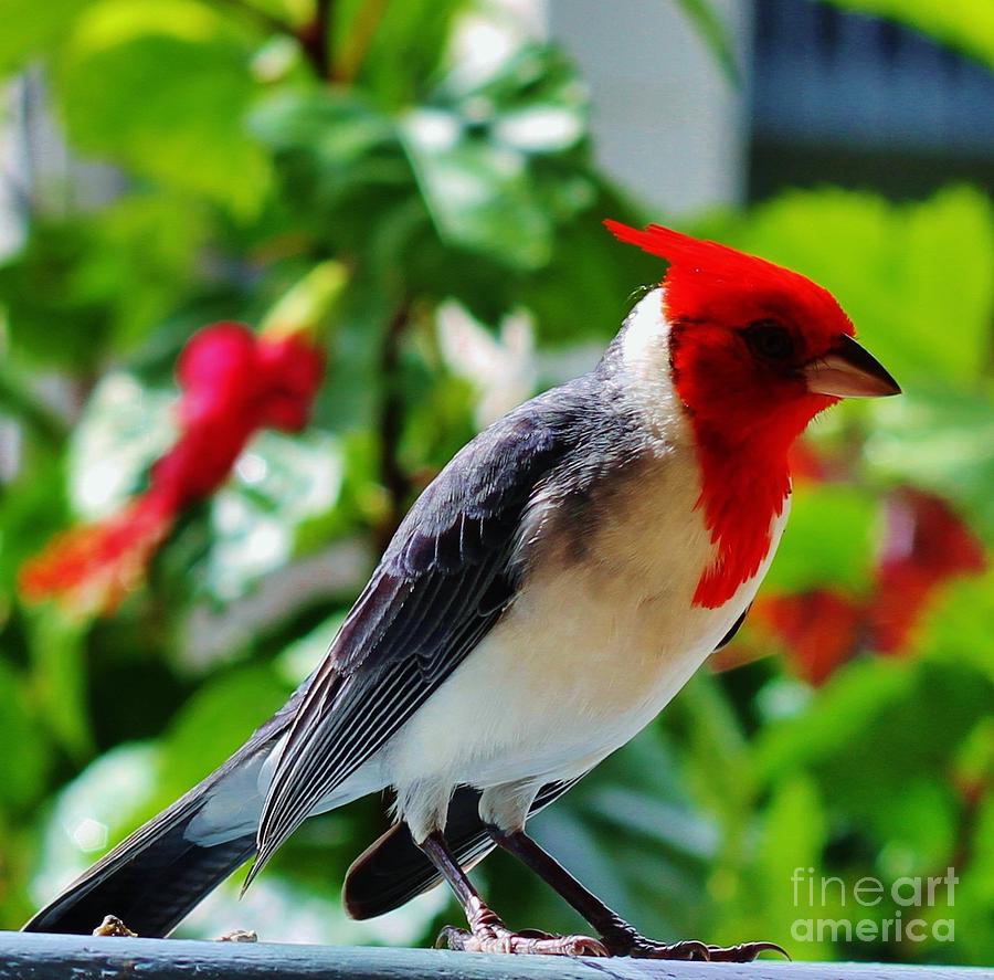 Cardinal Photograph - Majesty #1 by Butch Phillips