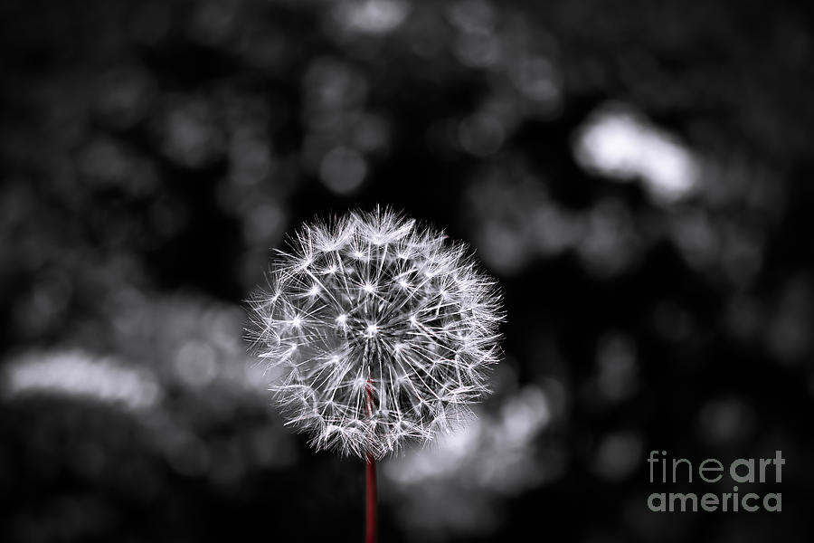 Make A Wish #1 Photograph by Colleen Kammerer
