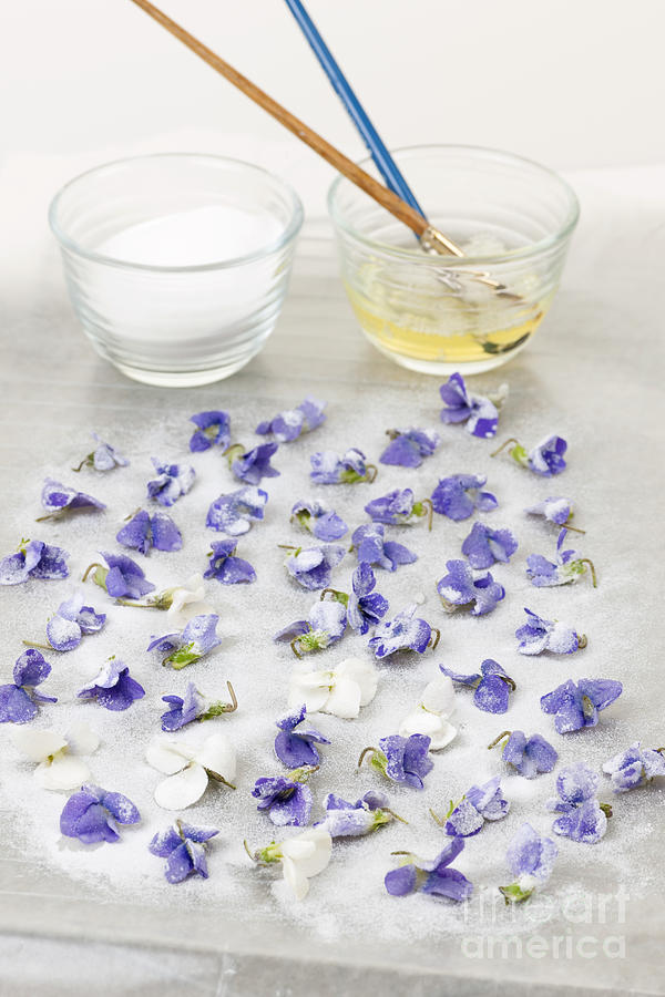 Flower Photograph - Making candied violets 1 by Elena Elisseeva