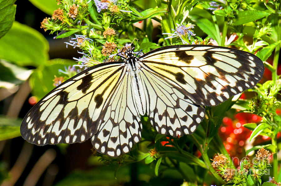 Malabar Tree Nymph Butterfly Photograph by Millard H. Sharp - Fine Art ...