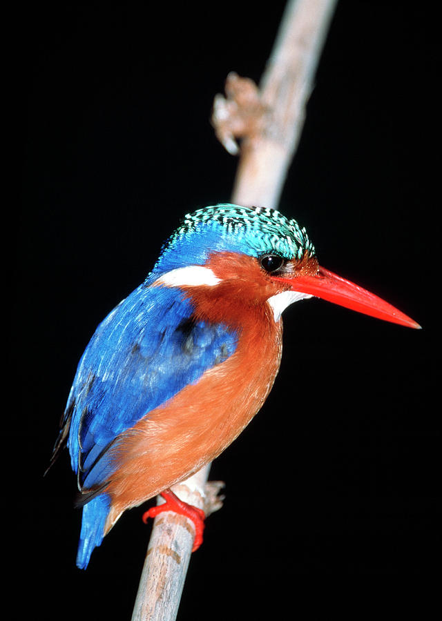 Malachite Kingfisher #1 Photograph by Tony Camacho/science Photo Library