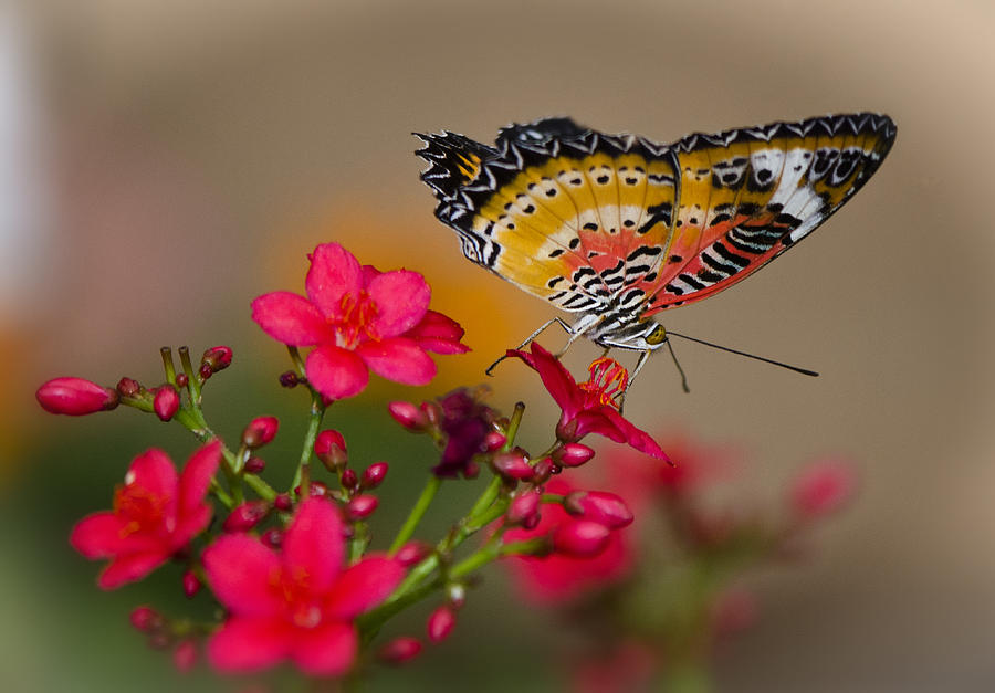 Malay Lacewing Butterfly Photograph by Saija Lehtonen - Fine Art America