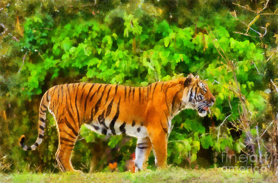 Malayan Tiger #1 Photograph by Les Palenik