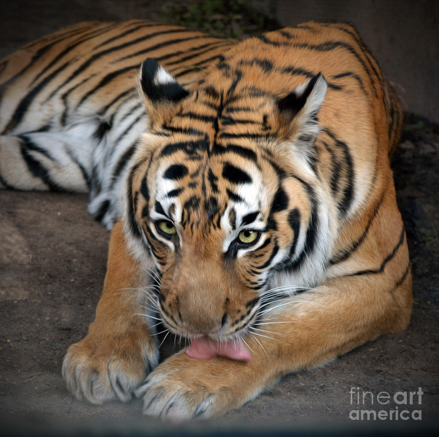 Malayan Tiger #3 Photograph by Savannah Gibbs