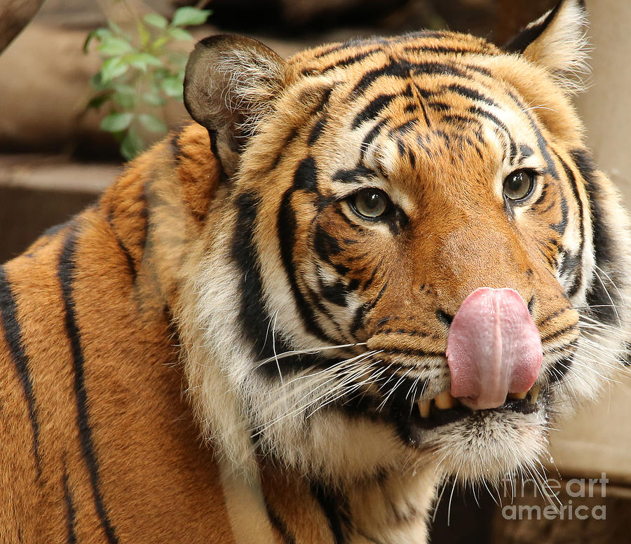Malaysian Tiger Photograph - Malaysian Tiger A1840 by Stephen Parker