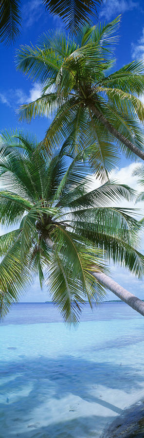 Tree Photograph - Maldives #1 by Panoramic Images