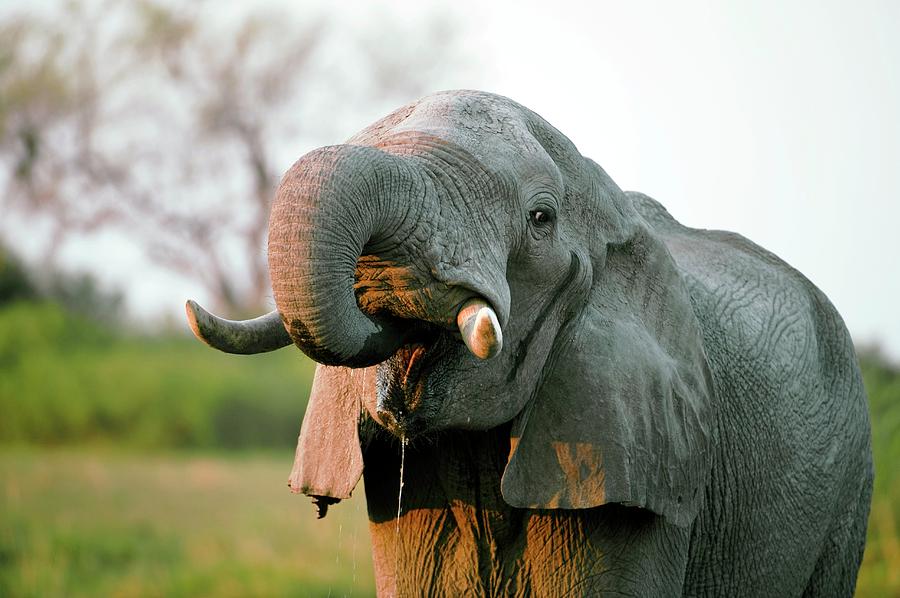 Male African Elephant Drinking #1 Photograph by Dr P. Marazzi/science Photo Library
