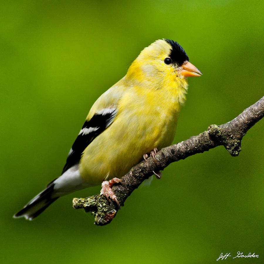 Male American Goldfinch Photograph by Jeff Goulden