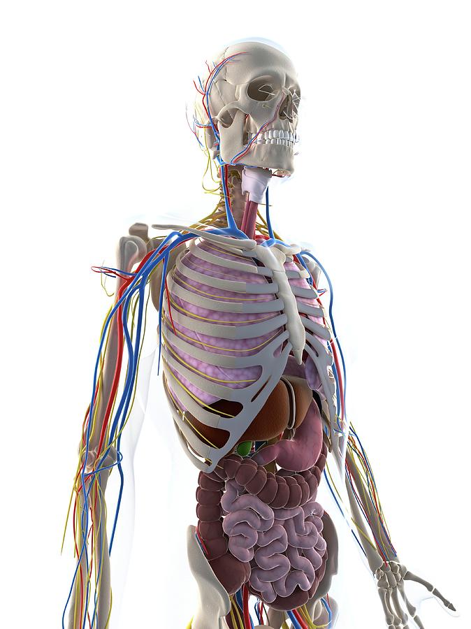 Male Anatomy Photograph by Sciepro/science Photo Library - Pixels