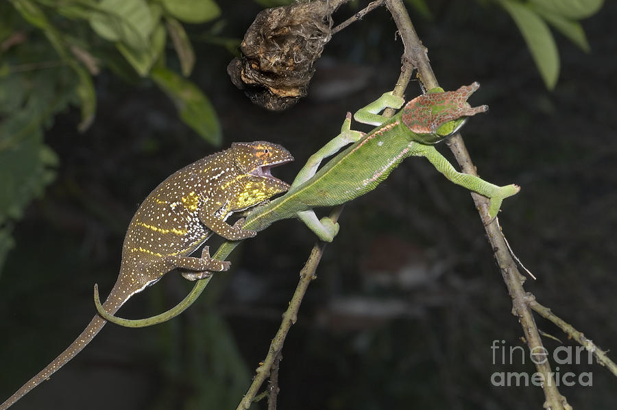 Male And Female Chameleons #1 Photograph by Greg Dimijian