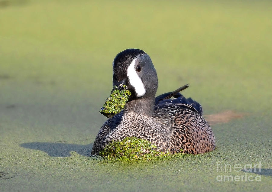 Male Blue Winged Teal Duck #1 Photograph by Kathy Baccari