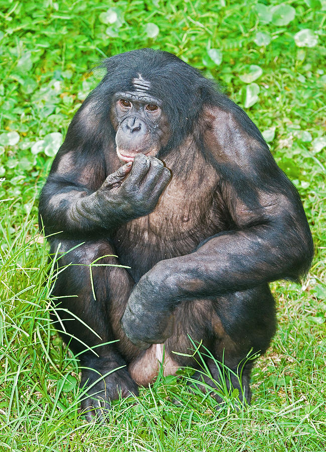 Ape Photograph - Male Bonobo #1 by Millard H. Sharp