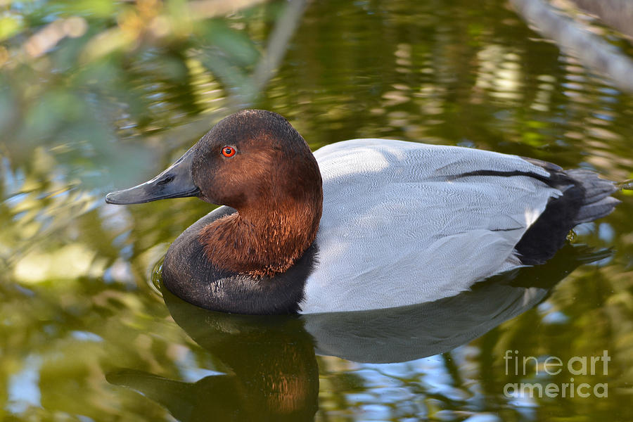 Male Canvasback Duck #1 Photograph by Kathy Baccari