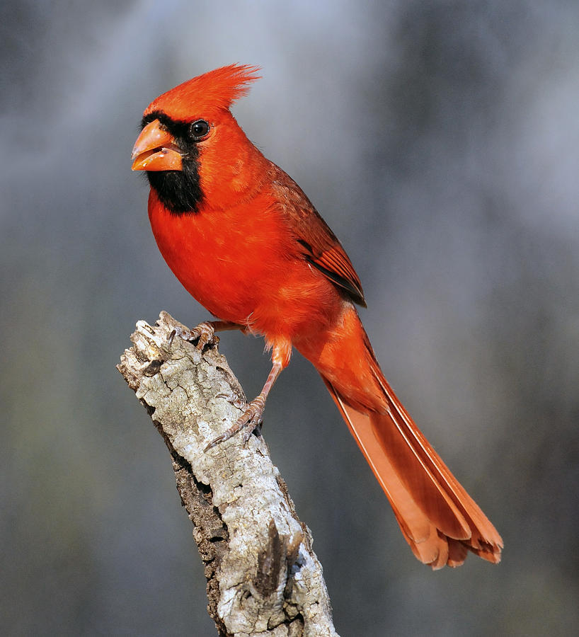 Male Cardinal Photograph by Dave Mills | Fine Art America