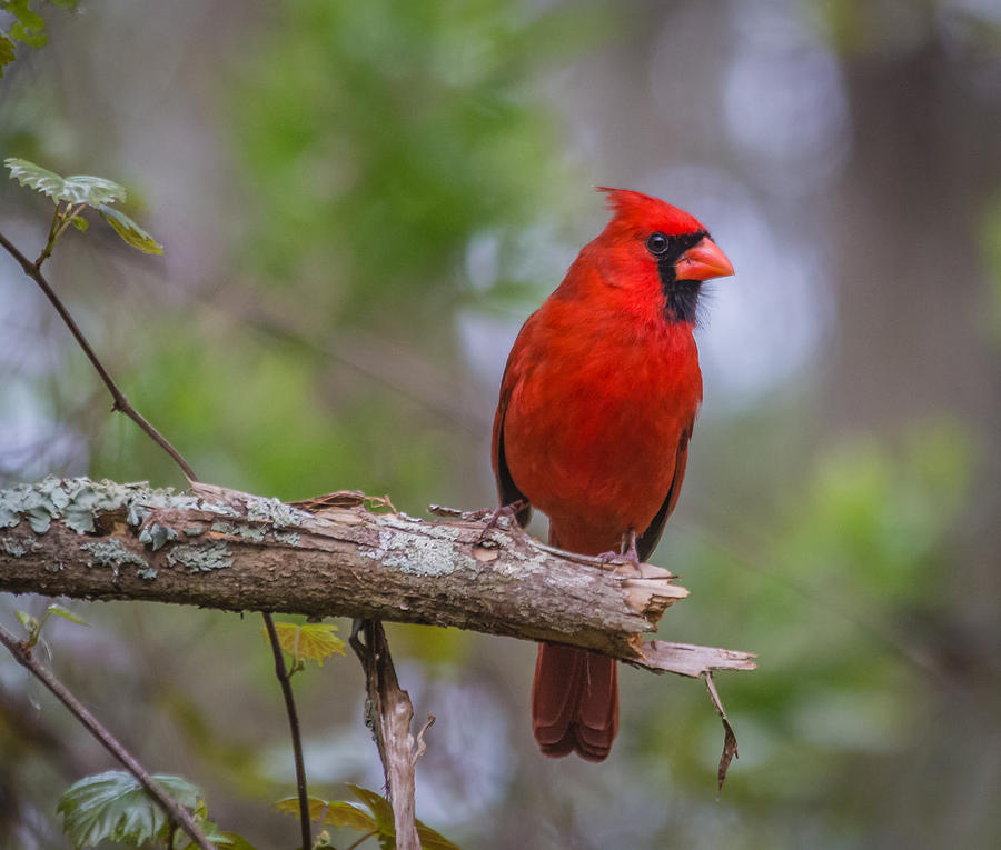 Male Cardinal #1 Photograph by Jane Luxton