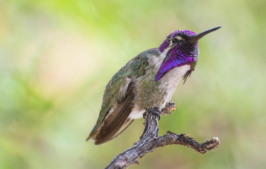 Male Costa Hummingbird #2 Photograph by Michael Moriarty Male Costa Hummingbird #2 Photograph by Michael Moriarty