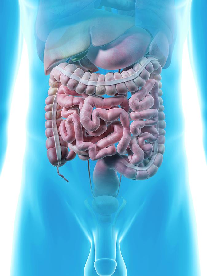 Male Digestive System Photograph by Sciepro - Fine Art America