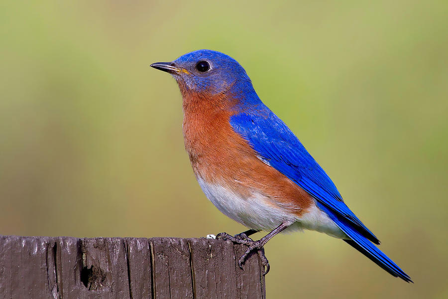 Bluebird Photograph - Male Eastern Blue Bird #1 by John Absher