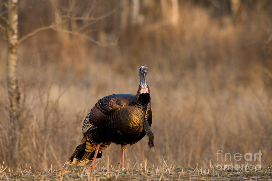 Turkey Photograph - Male Eastern Wild Turkey #1 by Linda Freshwaters Arndt