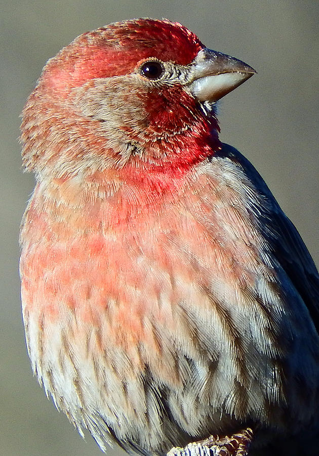 Male House Finch #1 Photograph by David G Paul