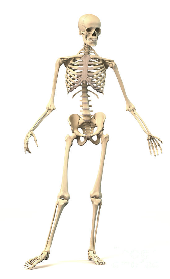 Male Human Skeleton In Dynamic Posture #1 Digital Art by Leonello Calvetti