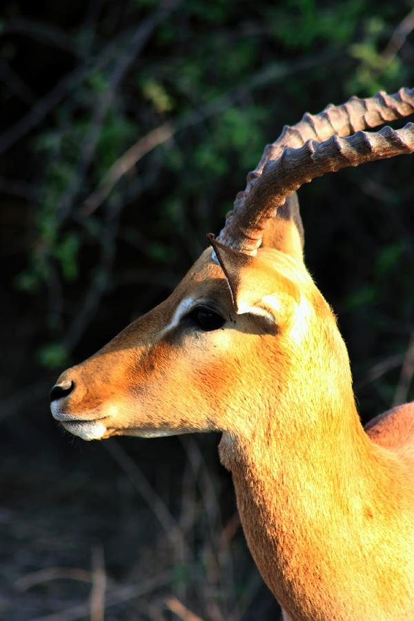 Male Impala with Horns #1 Photograph by Amanda Stadther